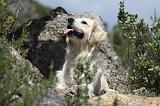 GOLDEN RETRIEVER 750